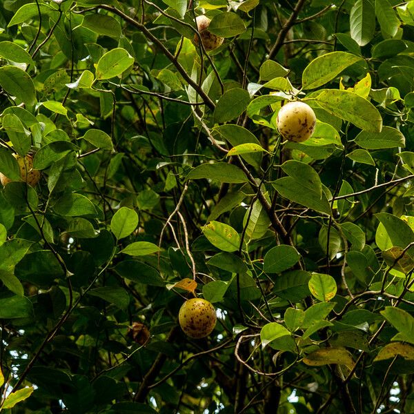 Myristica fragrans Liść