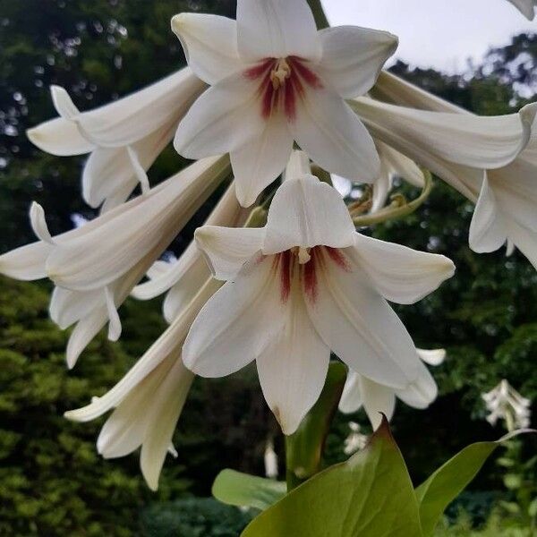 Cardiocrinum giganteum Flor