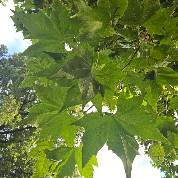 Platanus × hispanica List