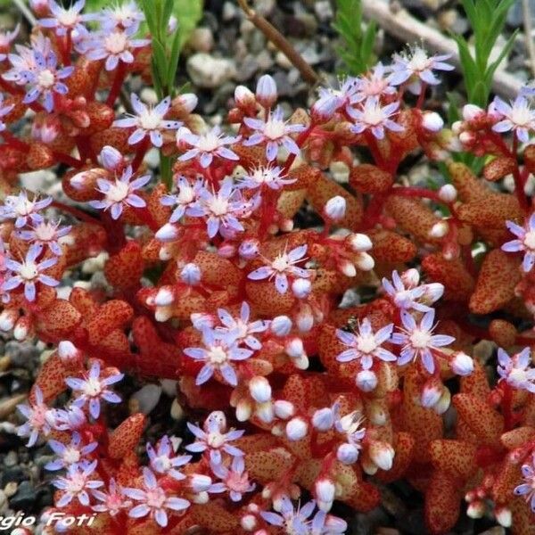 Sedum caeruleum Fleur