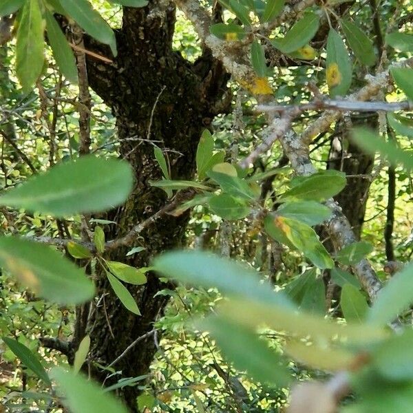 Pyrus spinosa Bark