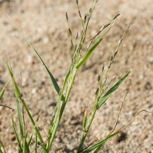 Eragrostis pectinacea Habit