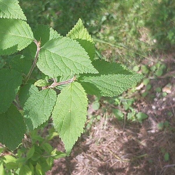 Prunus tomentosa Листок