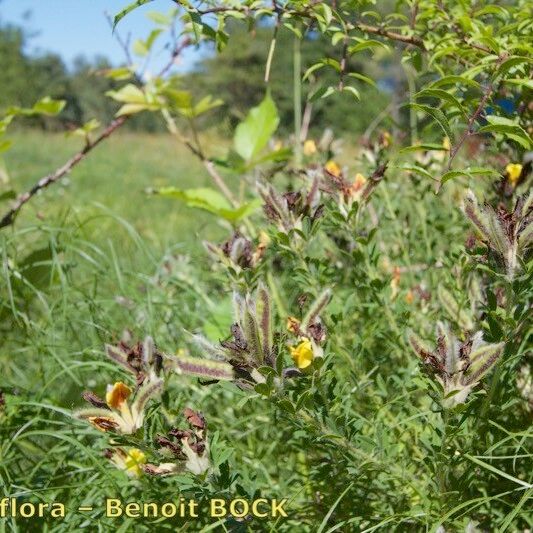 Argyrolobium biebersteinii Агульны выгляд