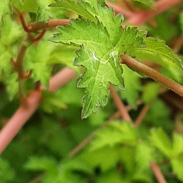 Neillia incisa Leaf