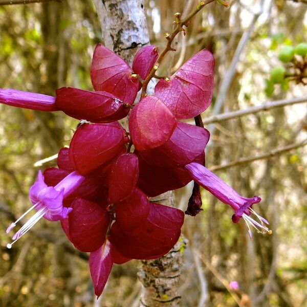 Ipomoea heptaphylla Цветок