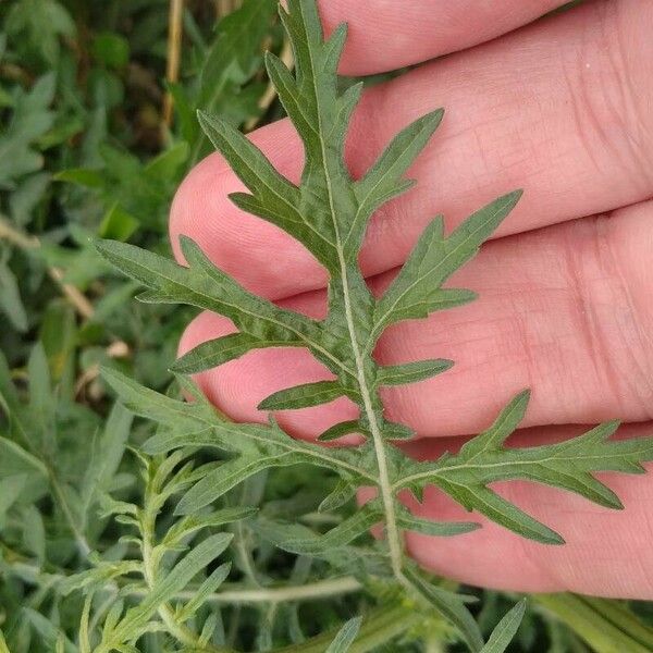 Parthenium hysterophorus Feuille