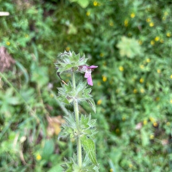 Stachys alpina 花