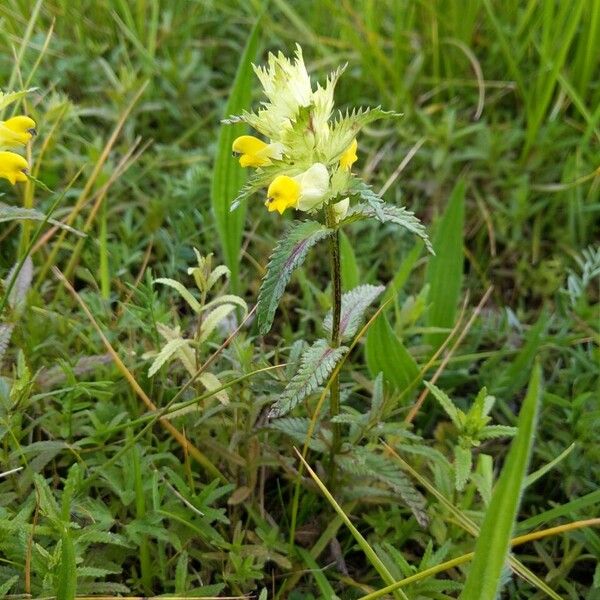 Rhinanthus major Hábito