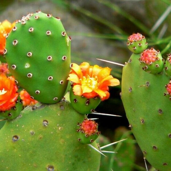 Opuntia tomentosa Çiçek