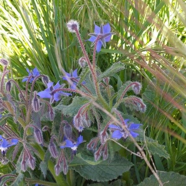 Borago officinalis Λουλούδι