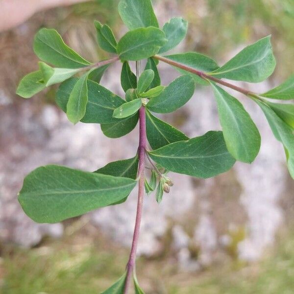 Lonicera pyrenaica Leaf