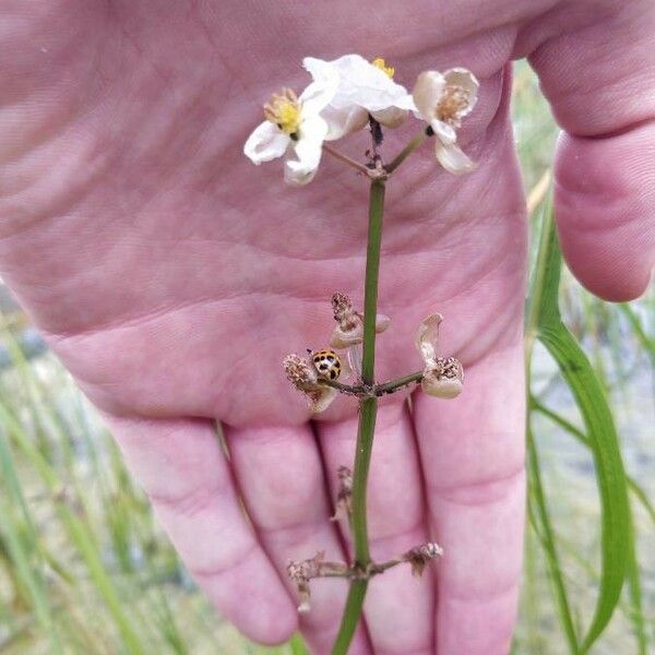 Sagittaria lancifolia বাকল