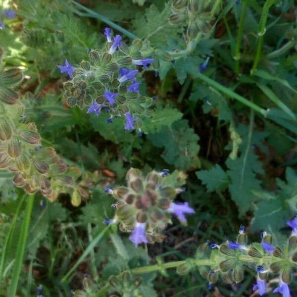 Salvia verbenaca Кветка