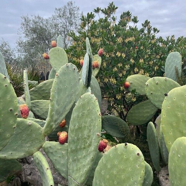 Opuntia tomentosa Frucht