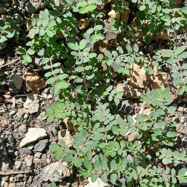 Euphorbia prostrata Elinympäristö