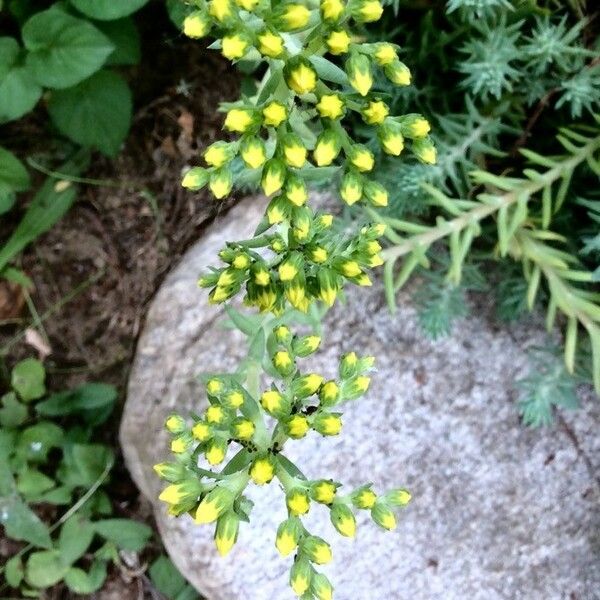 Sedum rupestre Flower