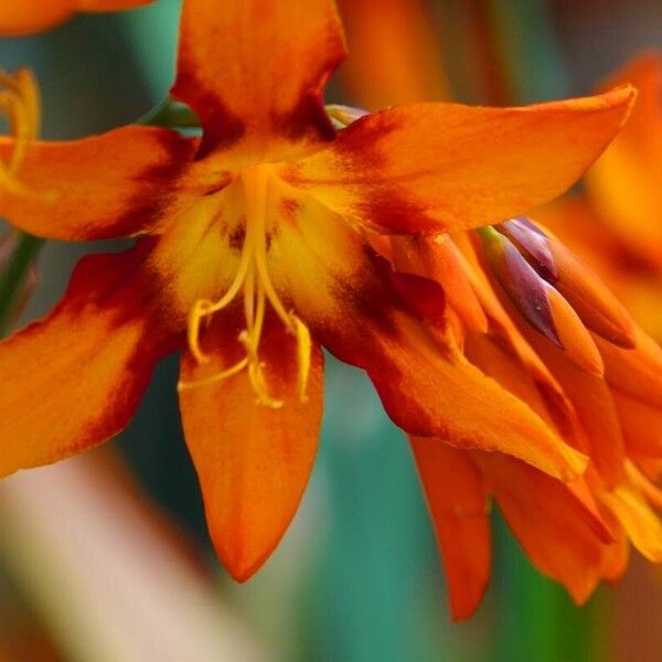 Crocosmia × crocosmiiflora Other