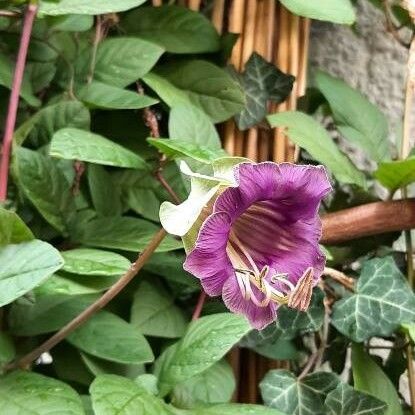 Cobaea scandens Кветка