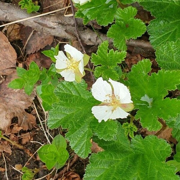 Rubus chamaemorus पत्ता