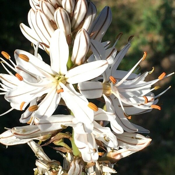 Asphodelus macrocarpus Flower