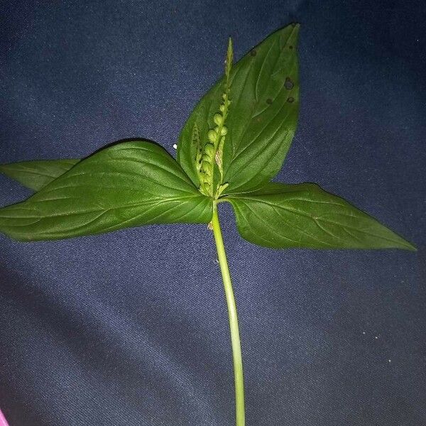 Spigelia anthelmia Feuille