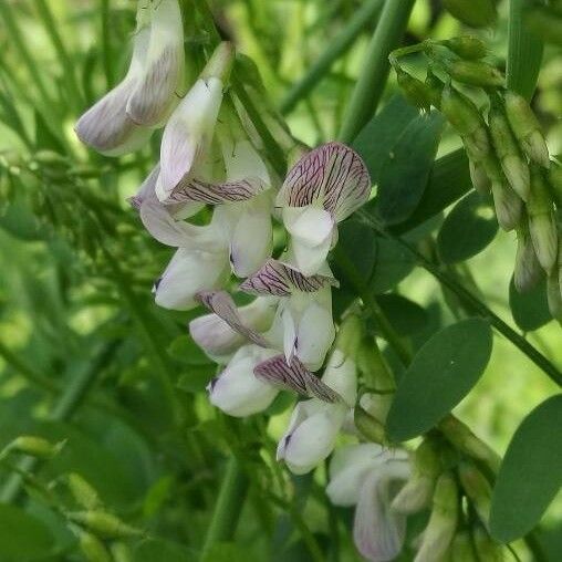 Vicia sylvatica 花