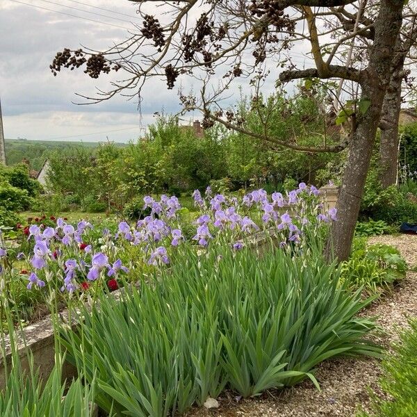 Iris pallida Kvet