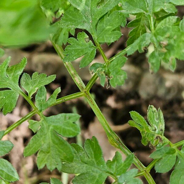 Anthriscus cerefolium Кара