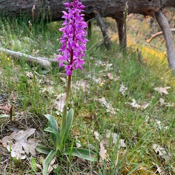 Orchis mascula Bloem