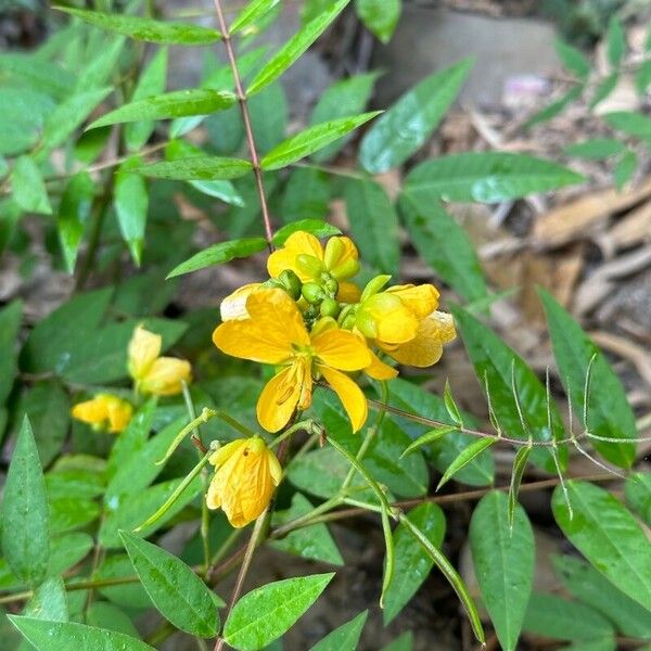 Senna occidentalis Virág