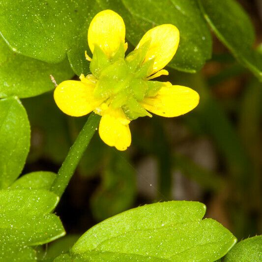 Ranunculus muricatus Flower