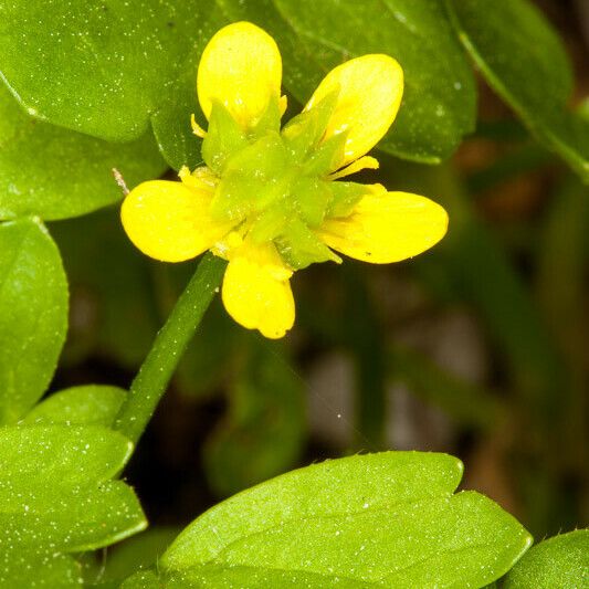 Ranunculus muricatus Çiçek