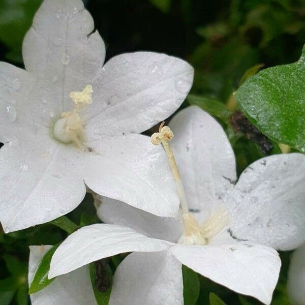 Campanula carpatica Other