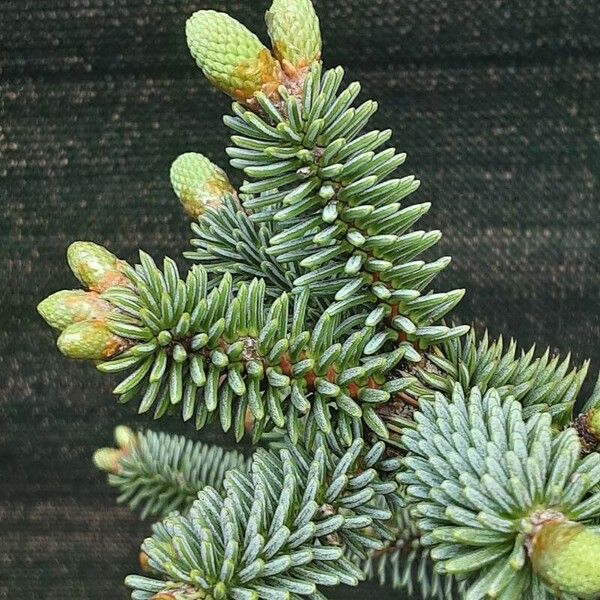 Abies pinsapo Leaf