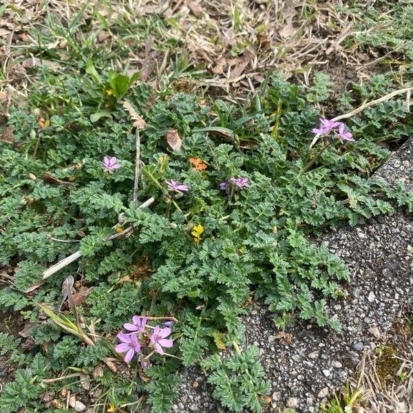 Erodium acaule Habitat