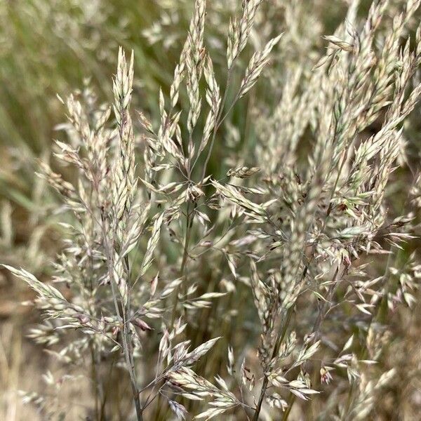 Corynephorus canescens Blüte