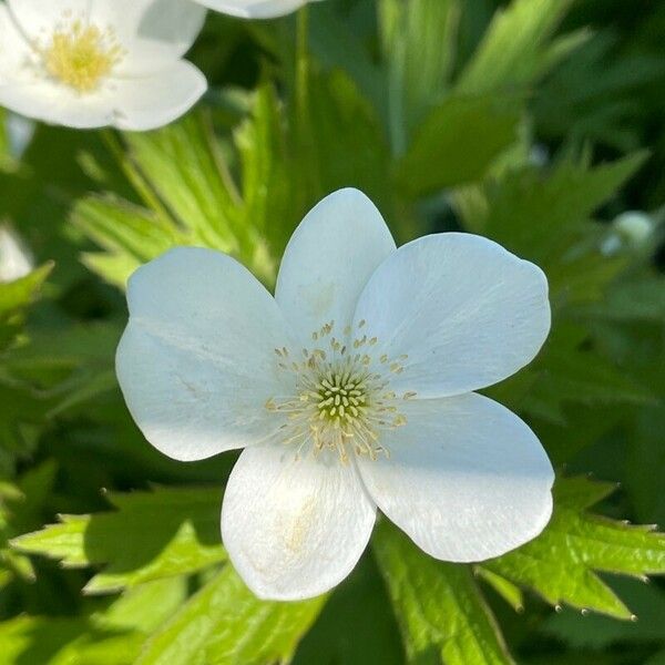 Anemonastrum canadense Blodyn