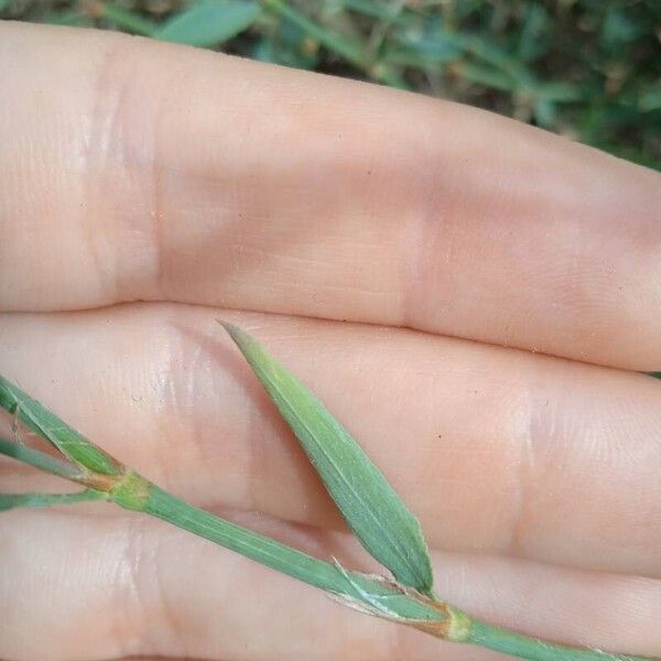 Polygonum equisetiforme Yaprak