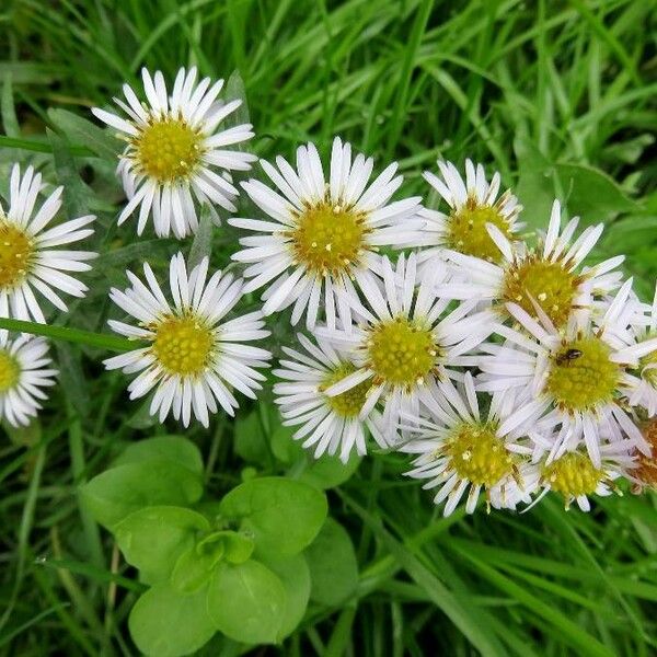 Symphyotrichum lanceolatum Virág