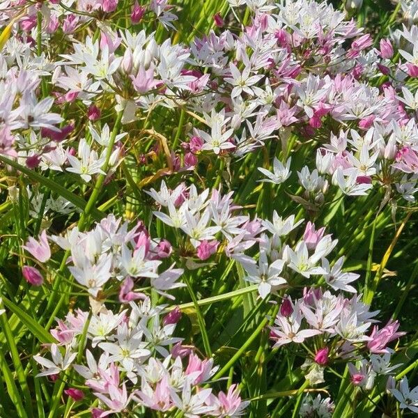 Allium trifoliatum Floare