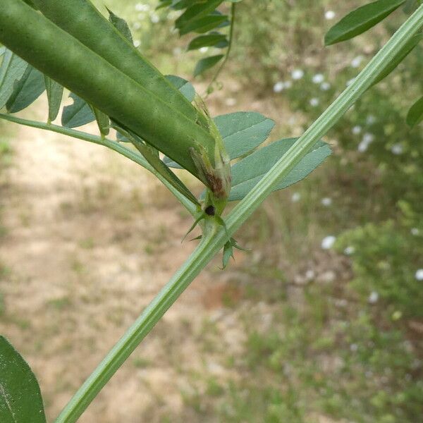 Vicia sativa Bark