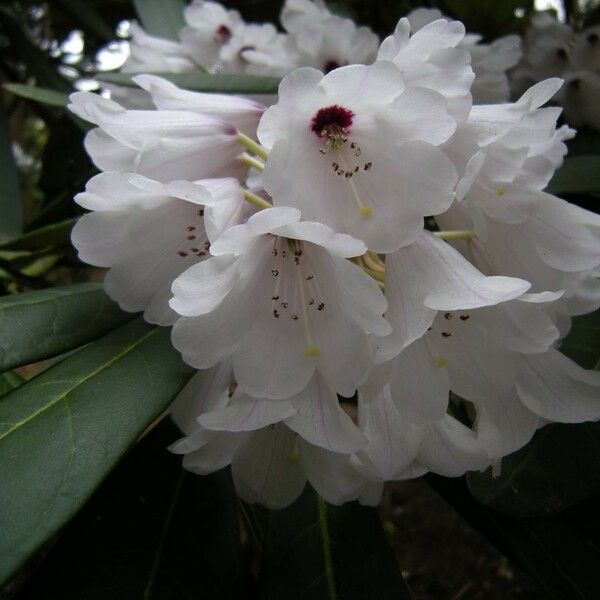 Rhododendron coriaceum 花