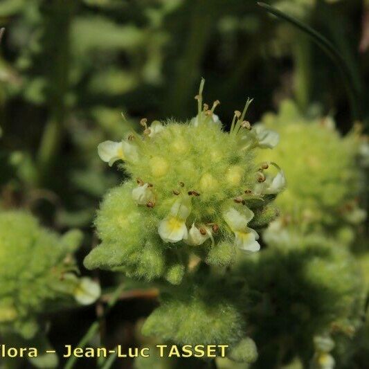 Teucrium rouyanum Blomma