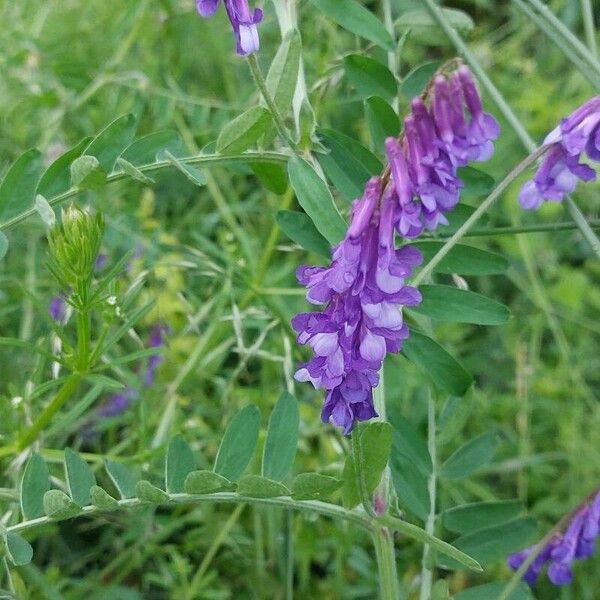 Vicia villosa Цвят