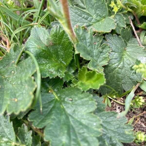 Geum montanum Folha