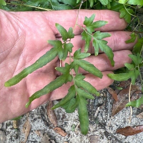 Lygodium japonicum Feuille