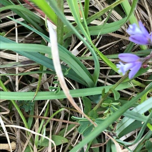 Polygala vulgaris Çiçek