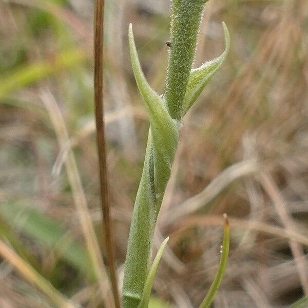 Spiranthes spiralis چھال