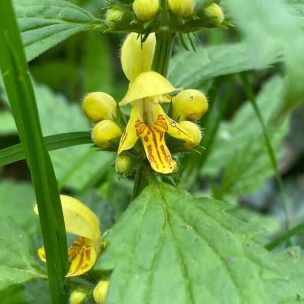 Lamium galeobdolon Цвят